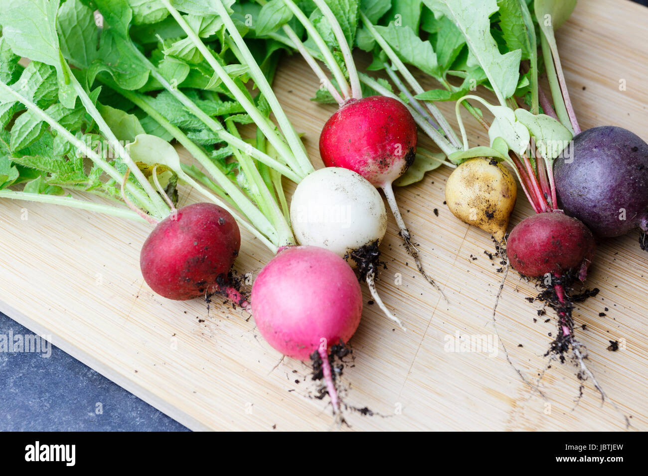 Frische Radieschen ausgegraben aus einem Garten Gemüsegarten, East Sussex, Großbritannien Stockfoto