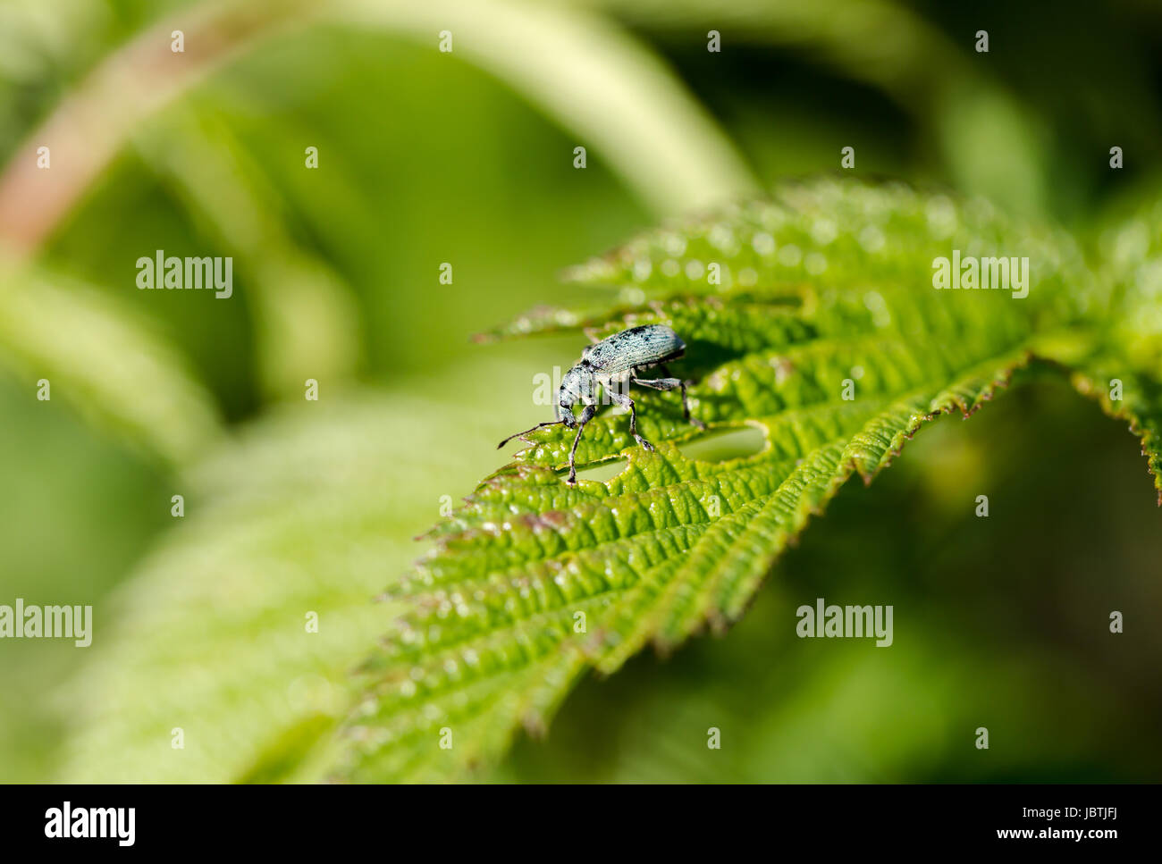 Garten Schädlinge, Otiorhynchus, isst grünen Blatt, Makro. Horizontale Ernte mit der Kreatur in Mitte Stockfoto