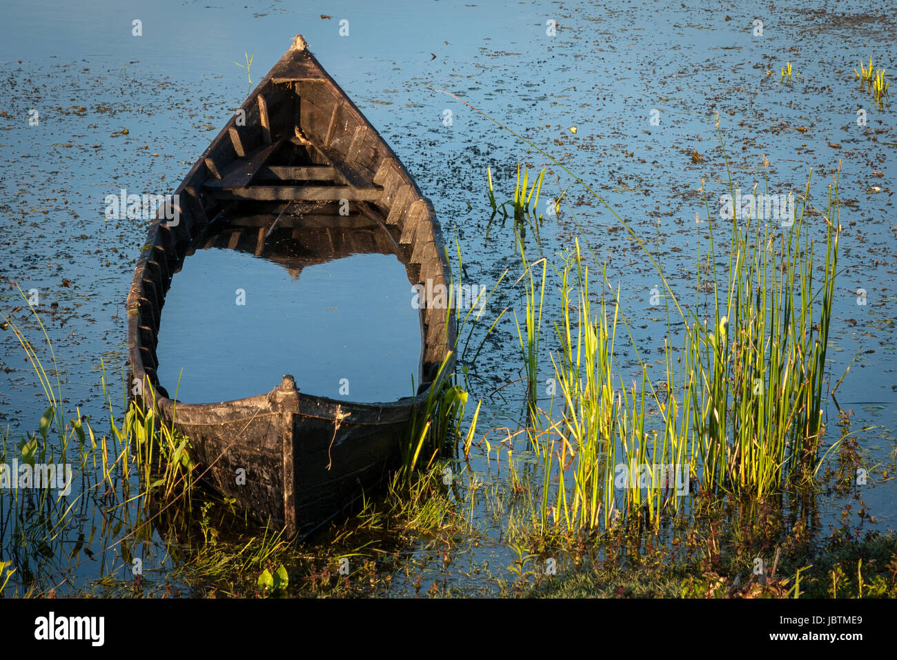 Holz- Boot voll Wasser und Grün Schilf in die Donau, Rumänien Stockfoto