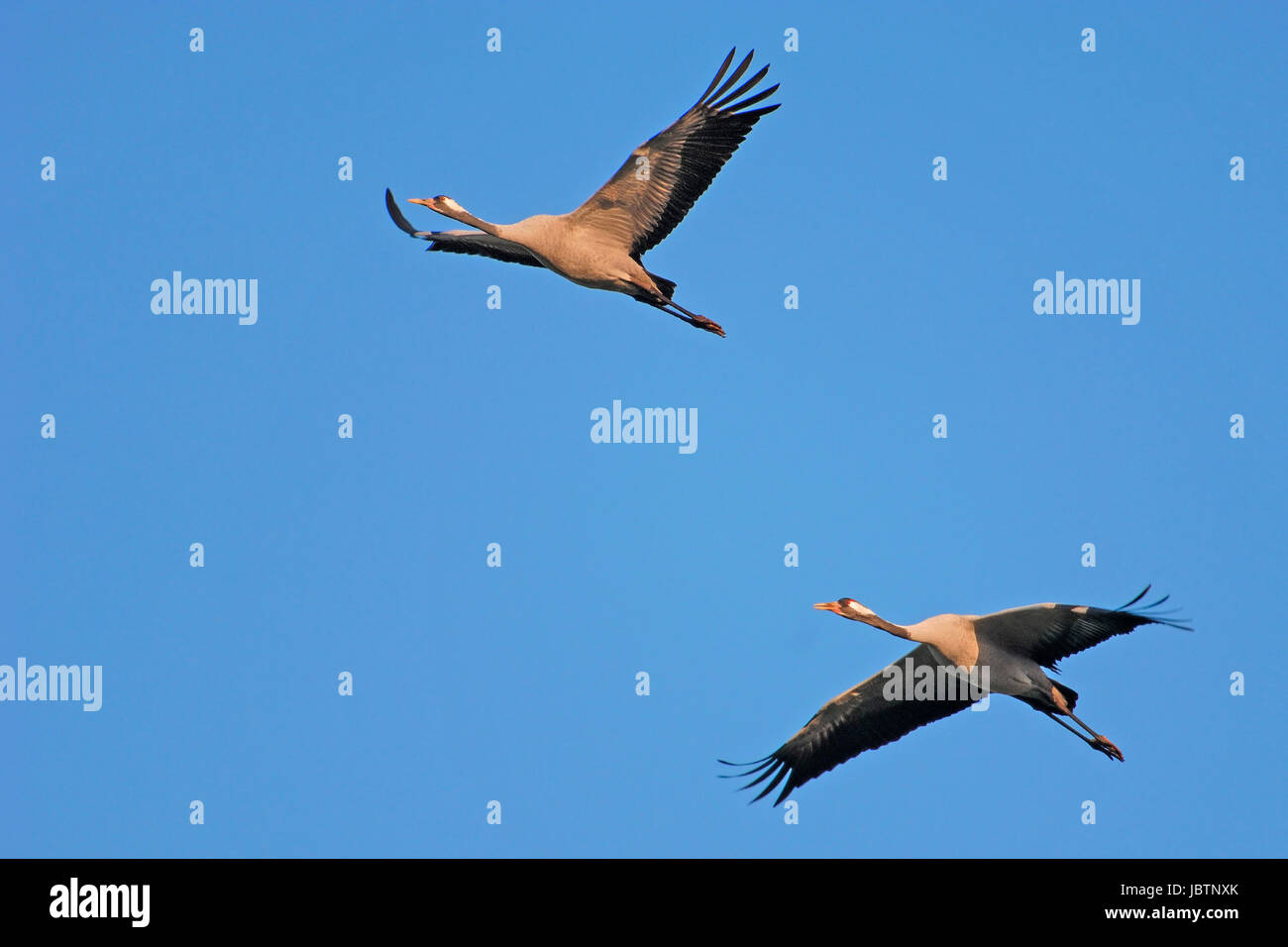 Kran - schlaff Slack - Kran, Kranich - Grus Grus - Kran Stockfoto