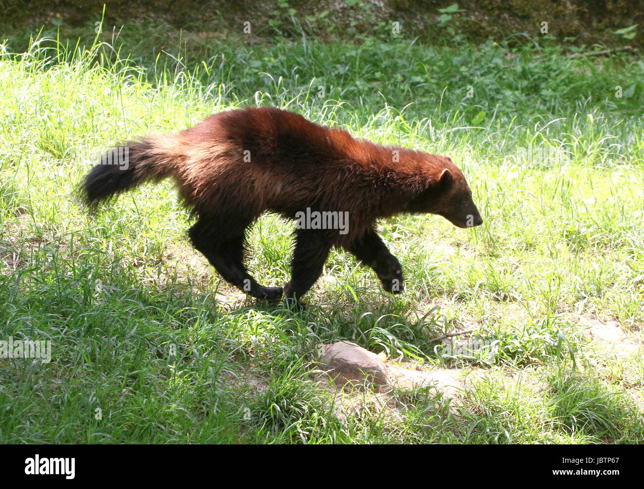 North American / eurasischen Vielfraß (Gulo Gulo). Stockfoto