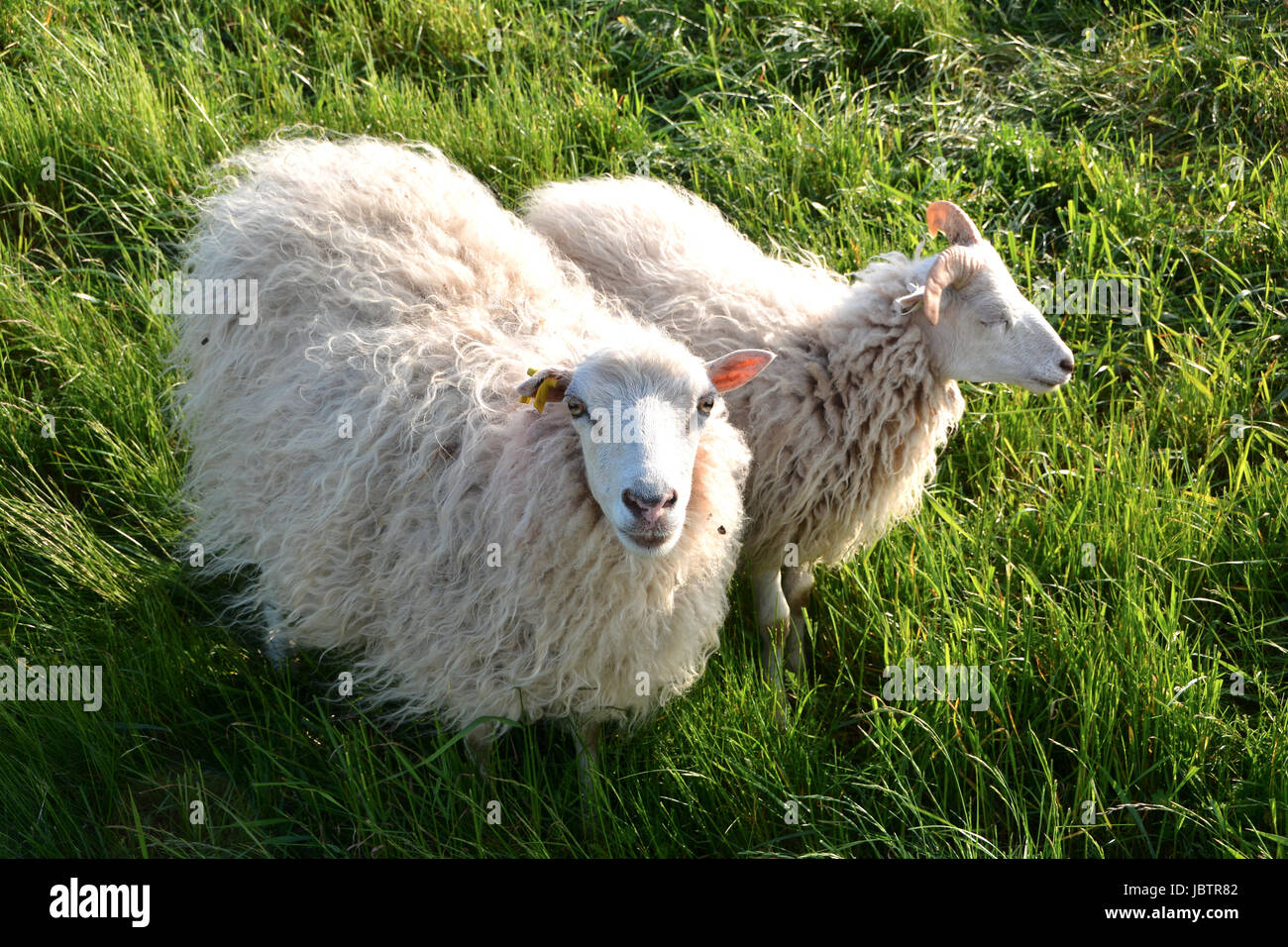 Schafe im grünen Gras auf dem Deich Stockfoto