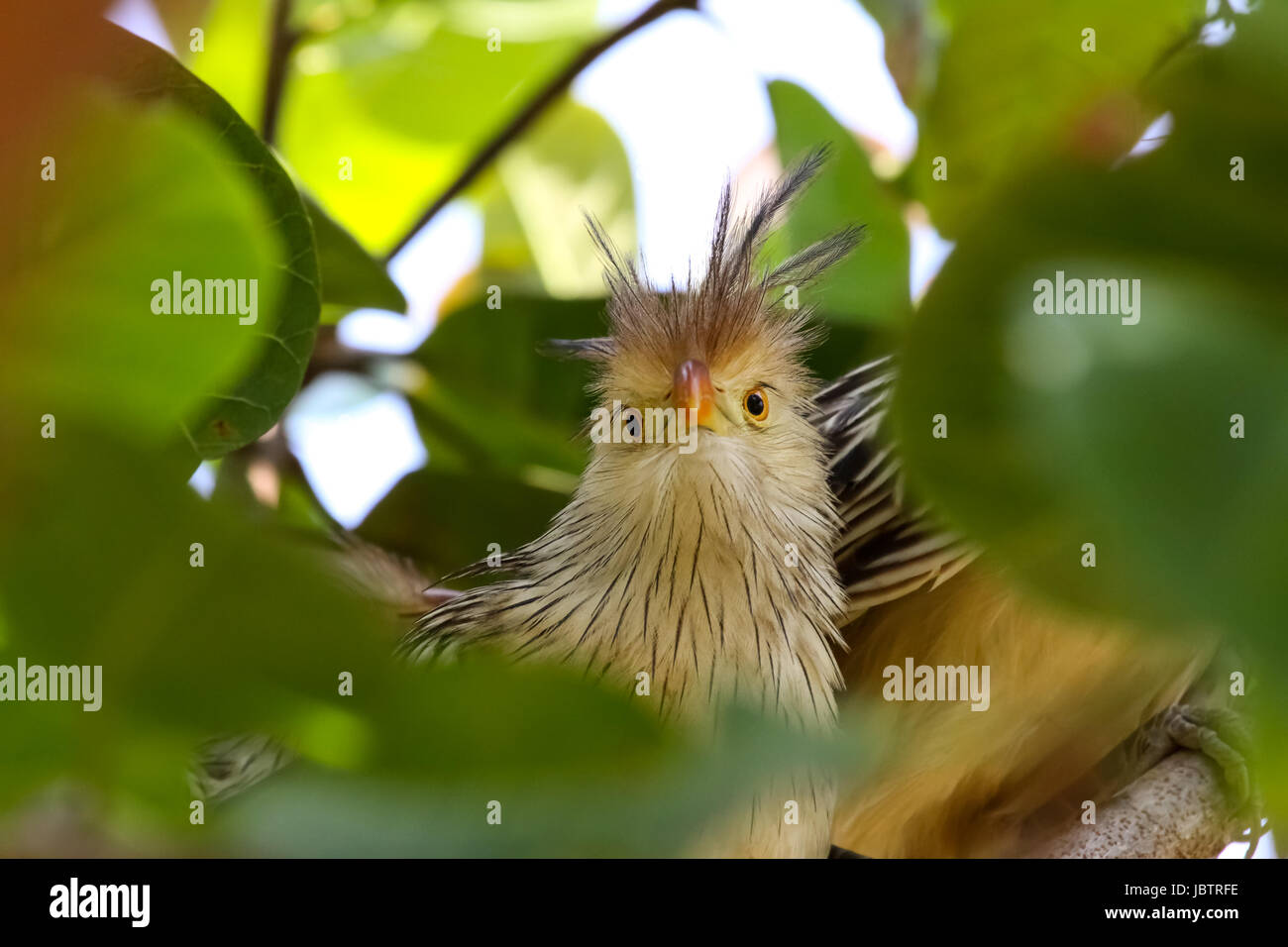 Nahaufnahme von Guira Kuckuck im Baum, Amazonas, Brasilien Stockfoto