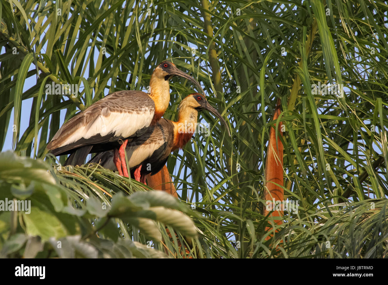 Paar von Buff necked Ibis in einem Bambus, Pantanal, Brasilien Stockfoto
