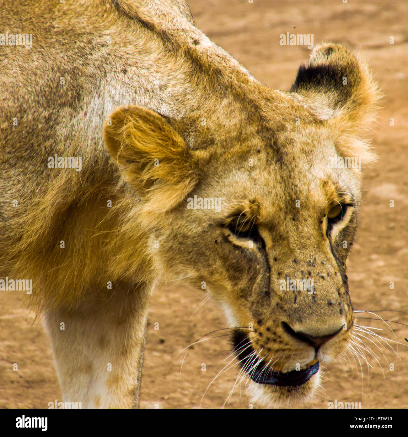 Lion auf dem prawl in Nairobi National Park. Vorbereitung zum Angriff einen gehört der Zebras Stockfoto