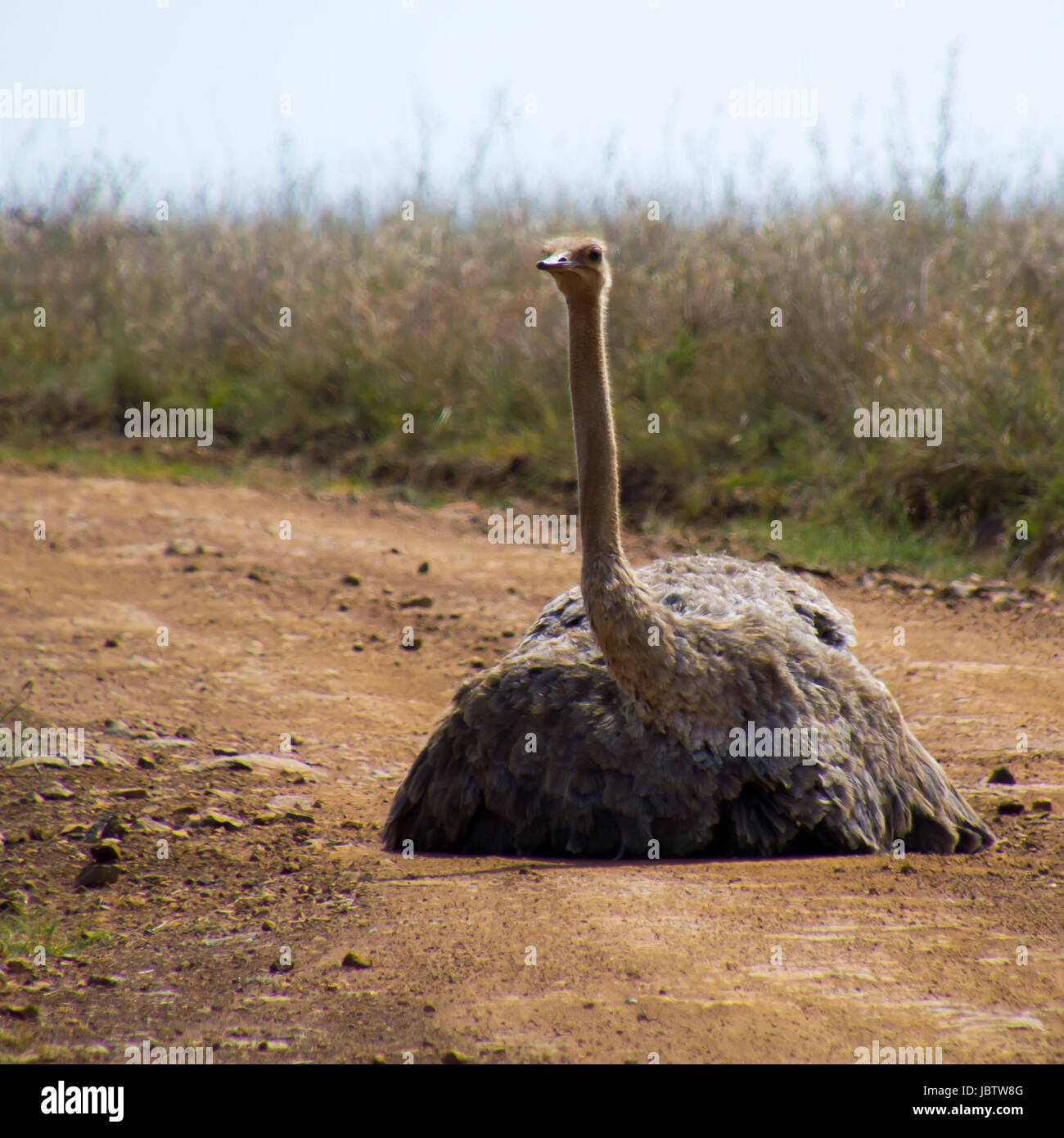 Strauß, sitzen auf der Straße im Nairobi-Nationalpark Stockfoto