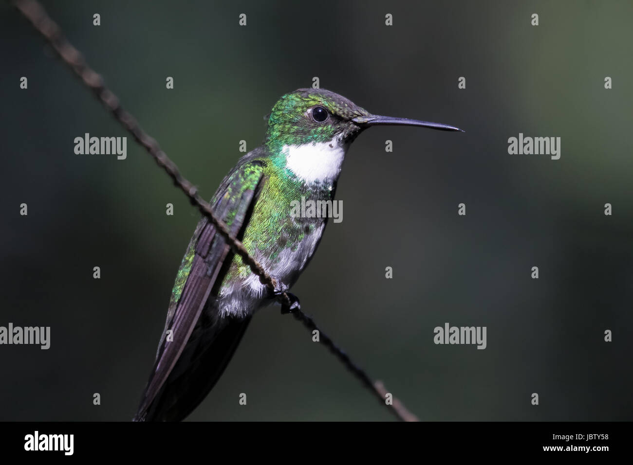 Nahaufnahme eines weißen throated Kolibris, Itatiaia, Brasilien Stockfoto
