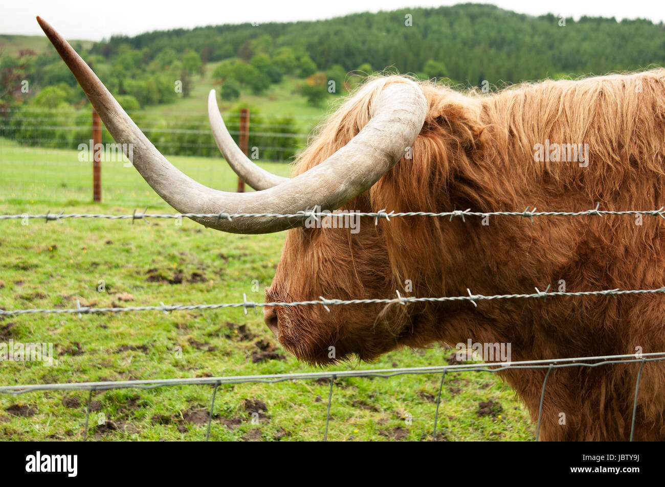 Hochlandrinder sind eine schottische Rinderrasse mit langen Hörnern und lange gewellte Schichten. Stockfoto