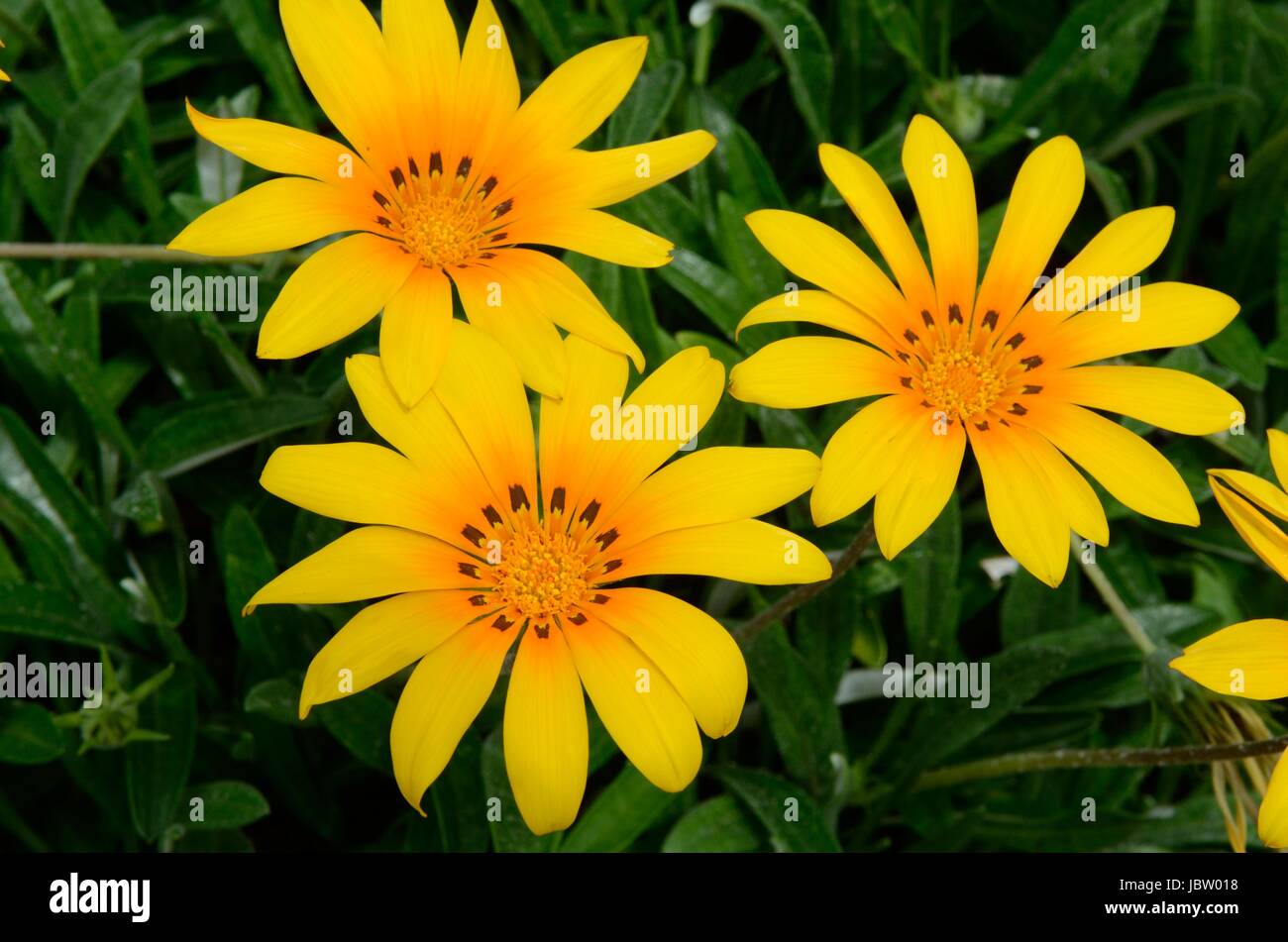 Gazanien Tagesanbruch Orange Schatz Blüte leuchtend orangen Blüten Stockfoto