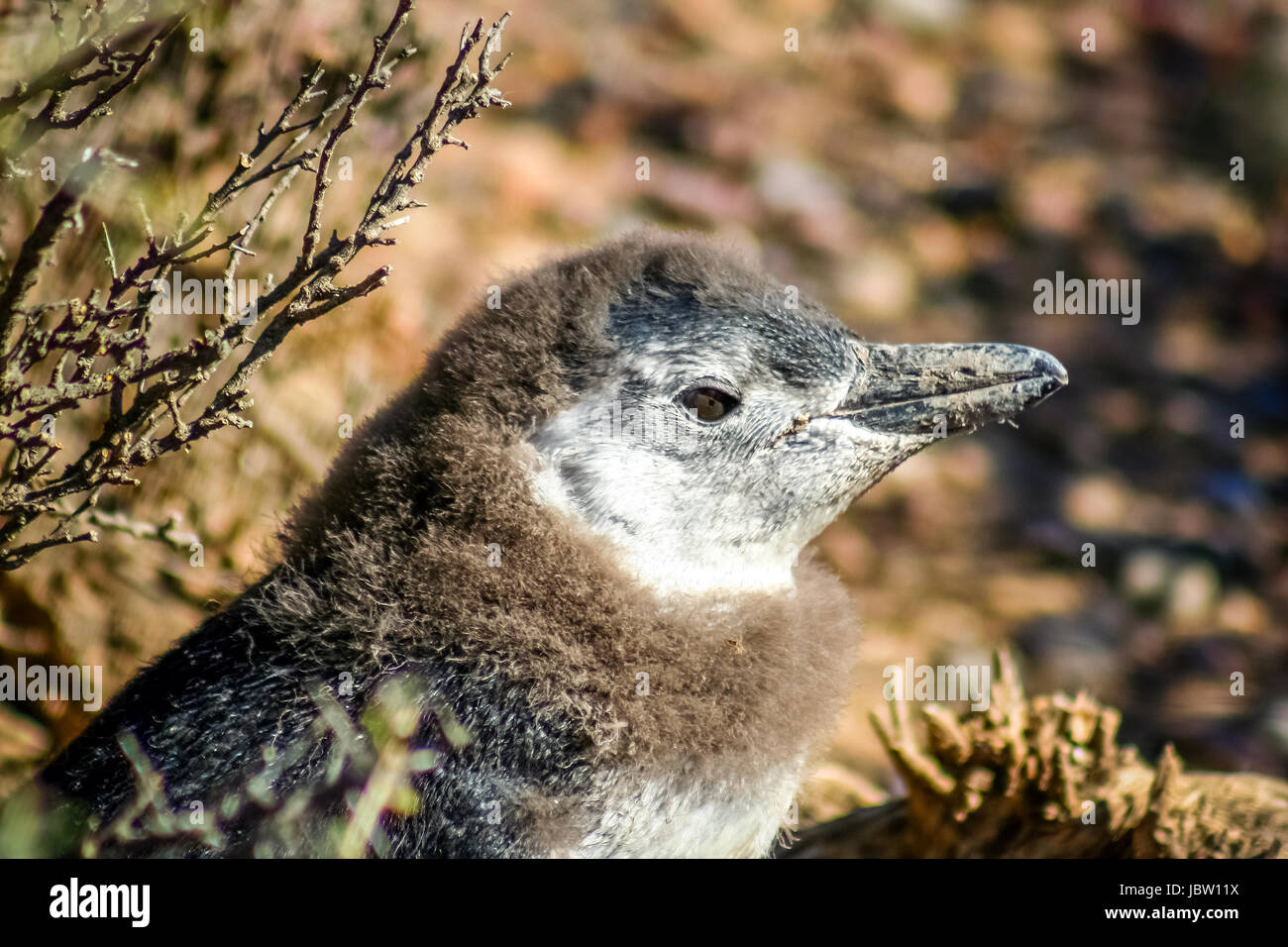 Ein kleines Baby Magellanic Penguin in Punta Tombo in Argentinien hautnah Stockfoto