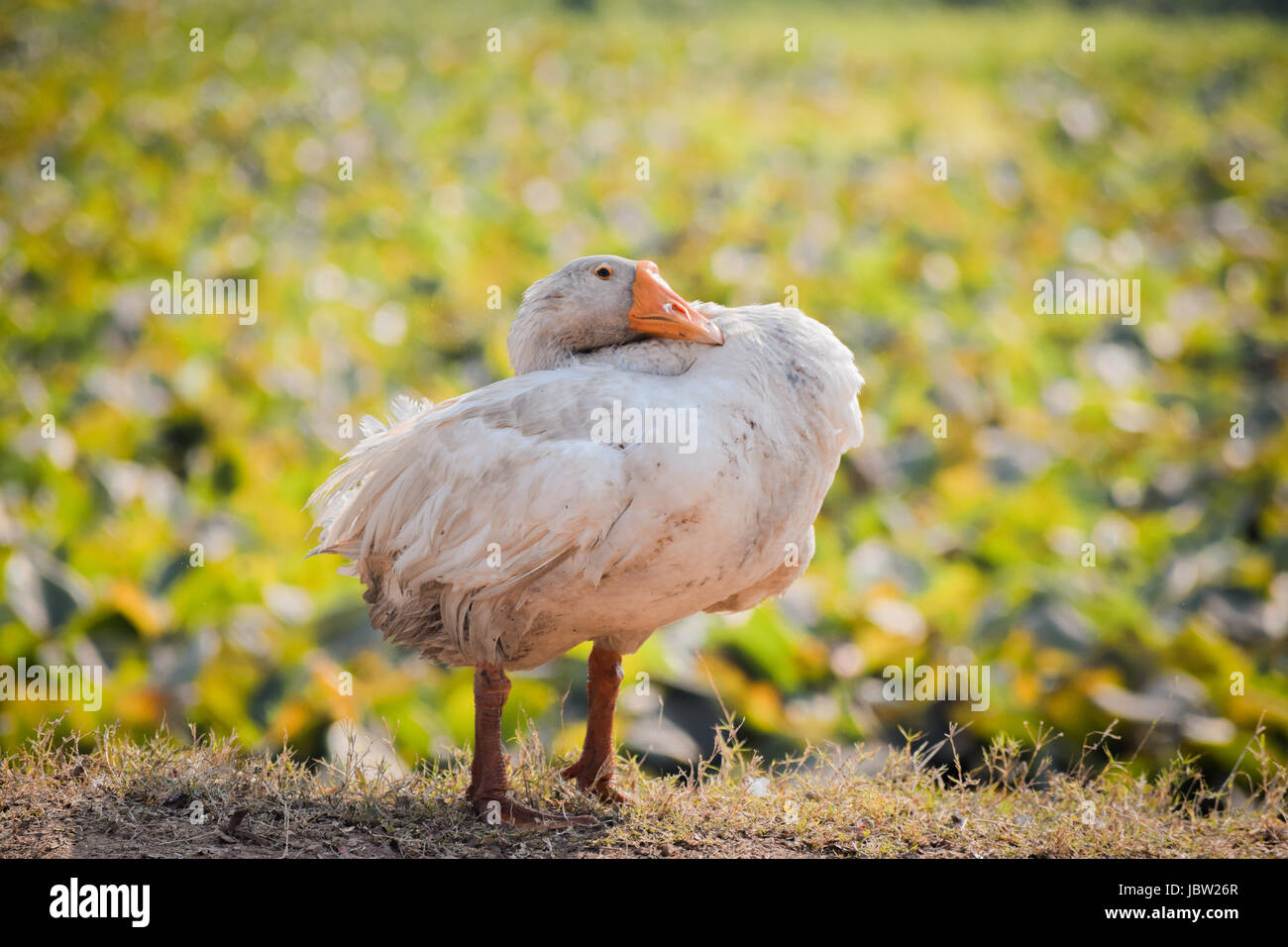Vogel-Bild Stockfoto