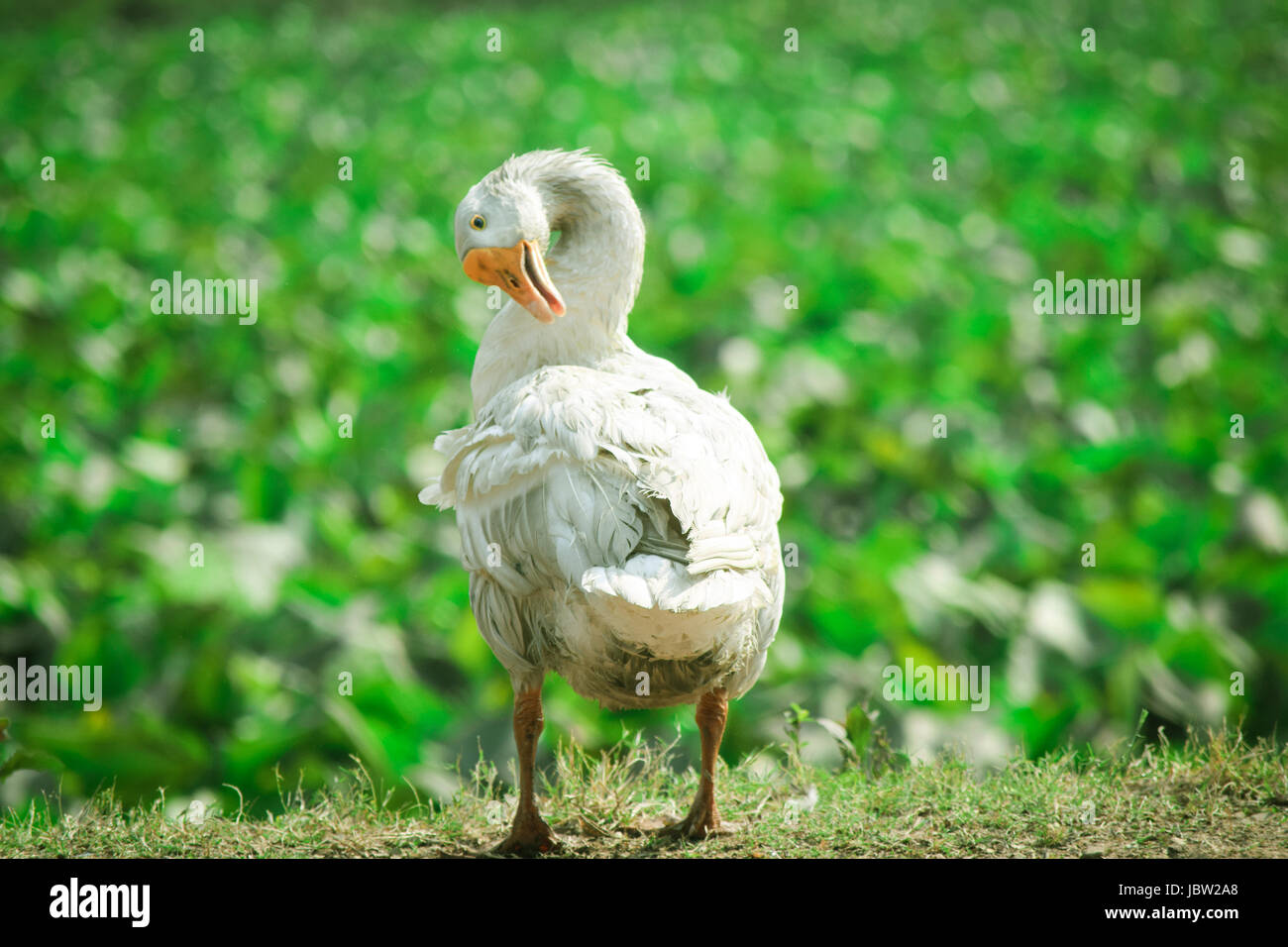 Vogel-Bild Stockfoto