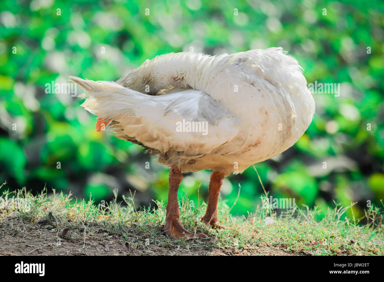 Vogel-Bild Stockfoto