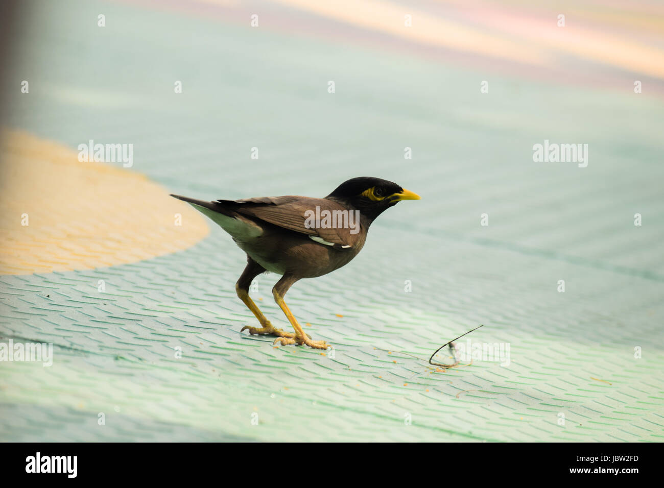 Vogel-Bild Stockfoto