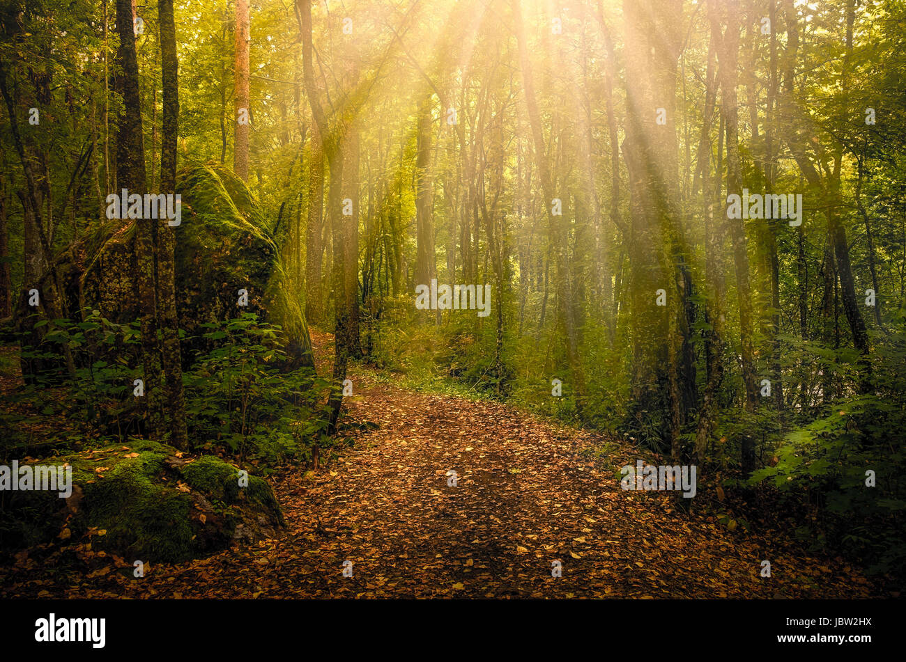 Idyllischen Pfad mit Sonne flackert bei Herbstmorgen im Nationalpark Finnlands Stockfoto