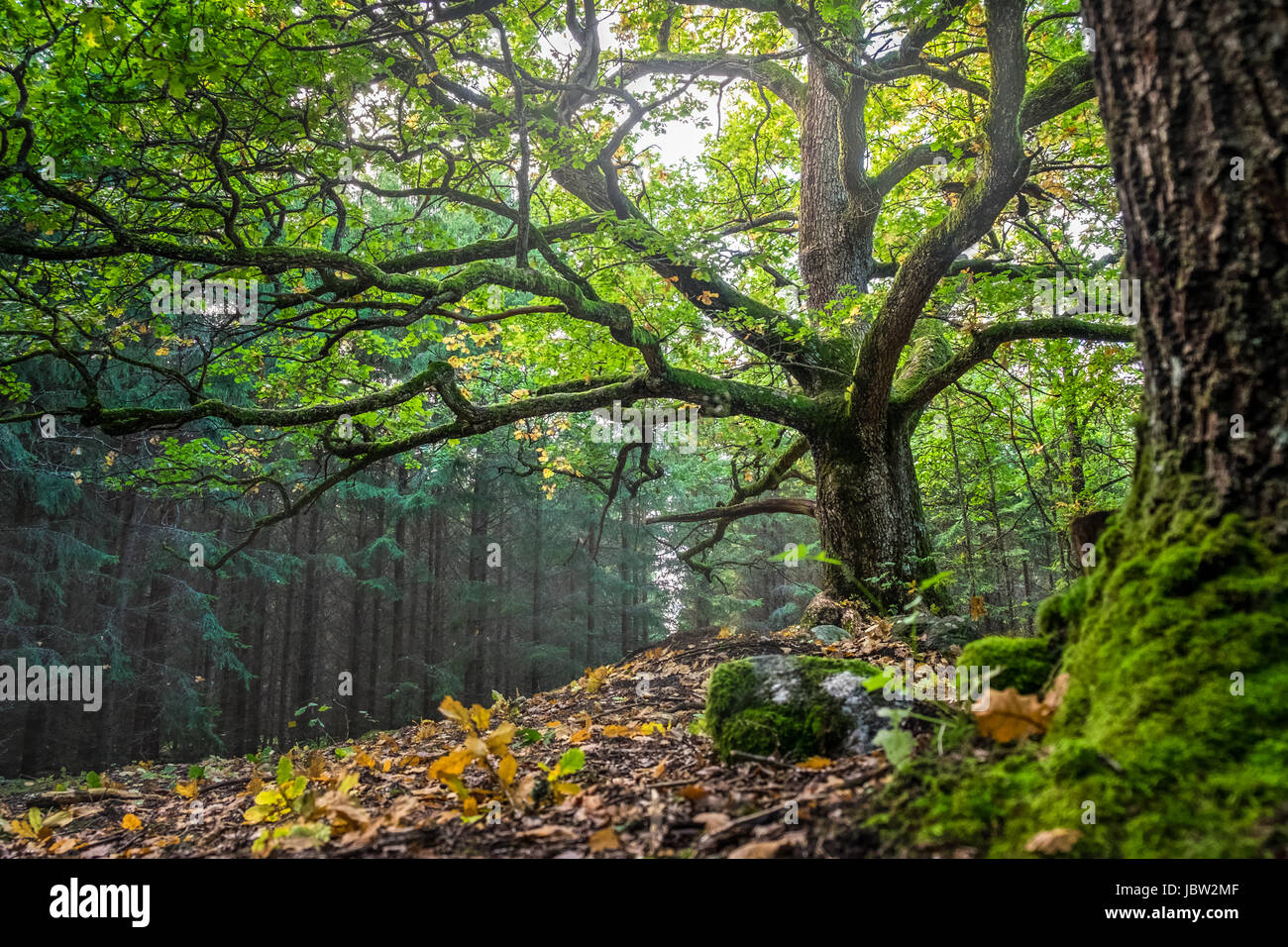 Malerische und großen Eiche mit hellem Sonnenlicht im Sommer Stockfoto
