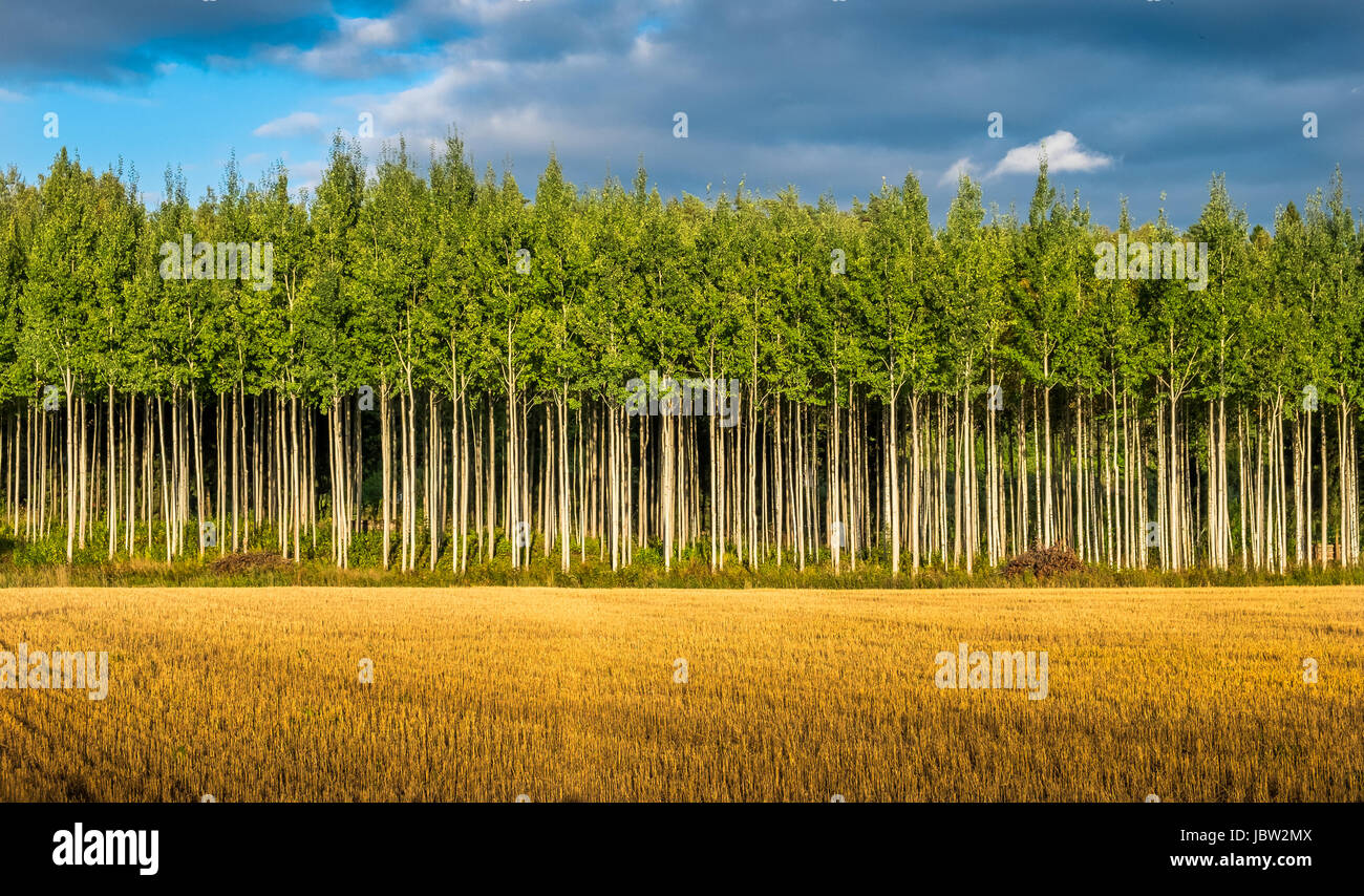 Landschaft mit geraden Baumreihe am Sommertag in Finnland Stockfoto