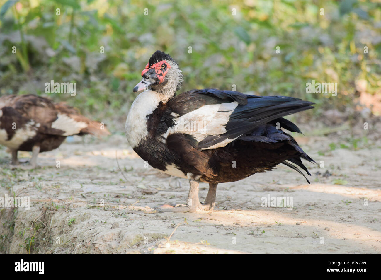 Vogel-Bild Stockfoto