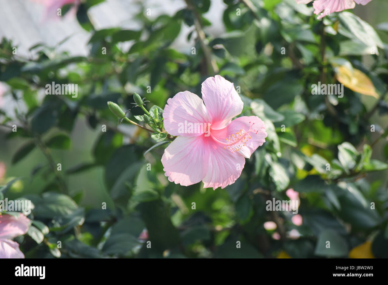 Blume Stockfoto