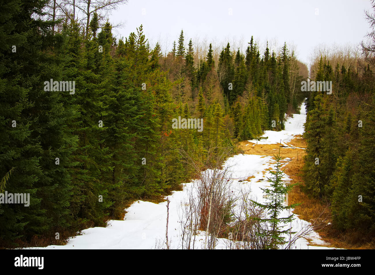 Eine Schnittlinie durch einen Fichtenwald mit Schnee auf dem Boden. Stockfoto
