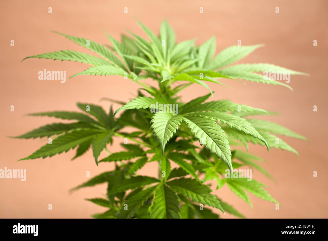 Spitze der weiblichen Cannabispflanze, Indica dominant Hybrid in frühen Blüte. Stockfoto