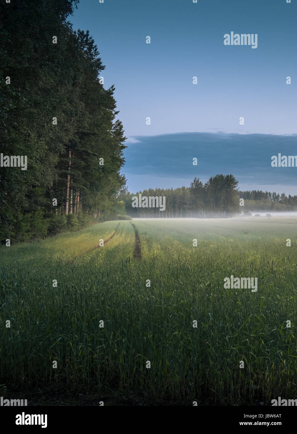 Landschaft mit Dunst und Nebel am Sommernacht in Nordeuropa Stockfoto