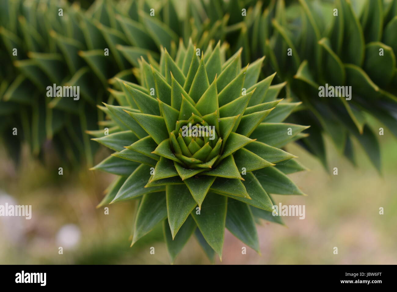 Affe Baum hautnah Stockfoto