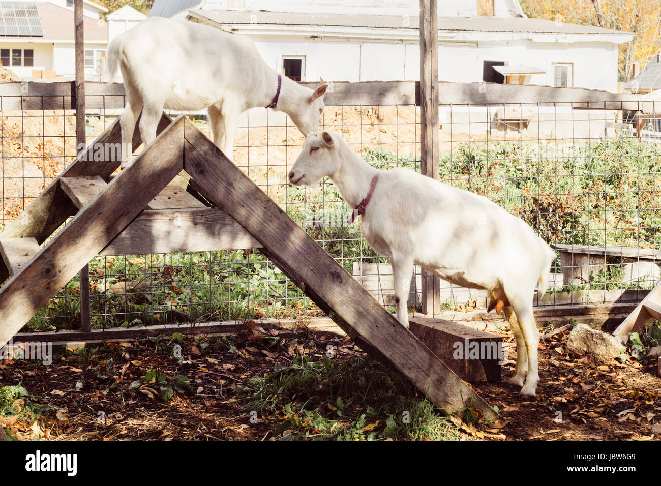 Zwei Ziegen auf Trittleiter auf Bauernhof Stockfoto