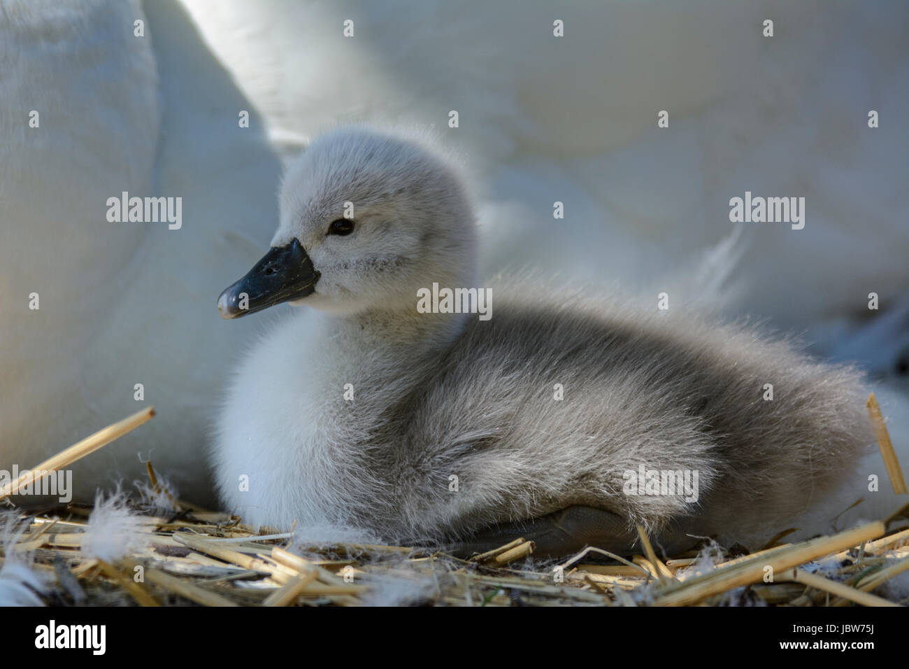 Cygnet der Höckerschwan (Cygnus Olor) auf ein Nest mit der Mutter bei Abbotsbury Swannery, Abbotsbury, Dorset, England, UK Stockfoto