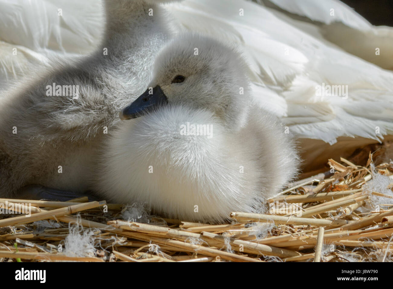 Höckerschwan Cygnets (Cygnus Olor) auf ein Nest mit der Mutter bei Abbotsbury Swannery, Abbotsbury, Dorset, England, UK Stockfoto