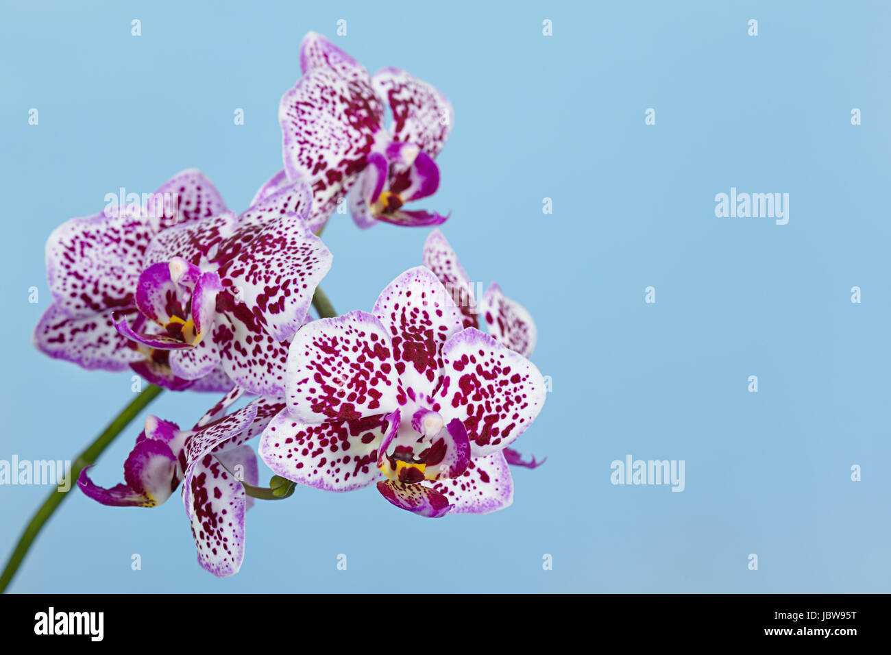 Der Zweig der eine bunt zusammengewürfelte Orchidee auf blauem Hintergrund Stockfoto