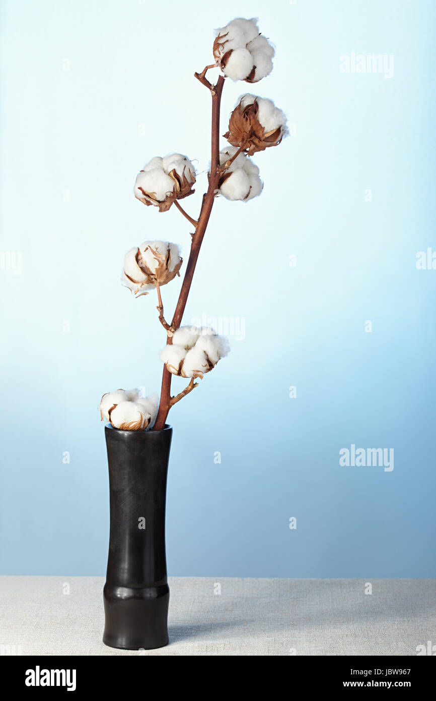 Die trockenen Ast einer Baumwolle kostet in eine alte schäbige vase Stockfoto