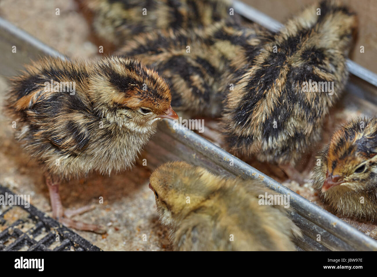 Zwei Tage baby Vögel der japanischen Wachtel Stockfoto