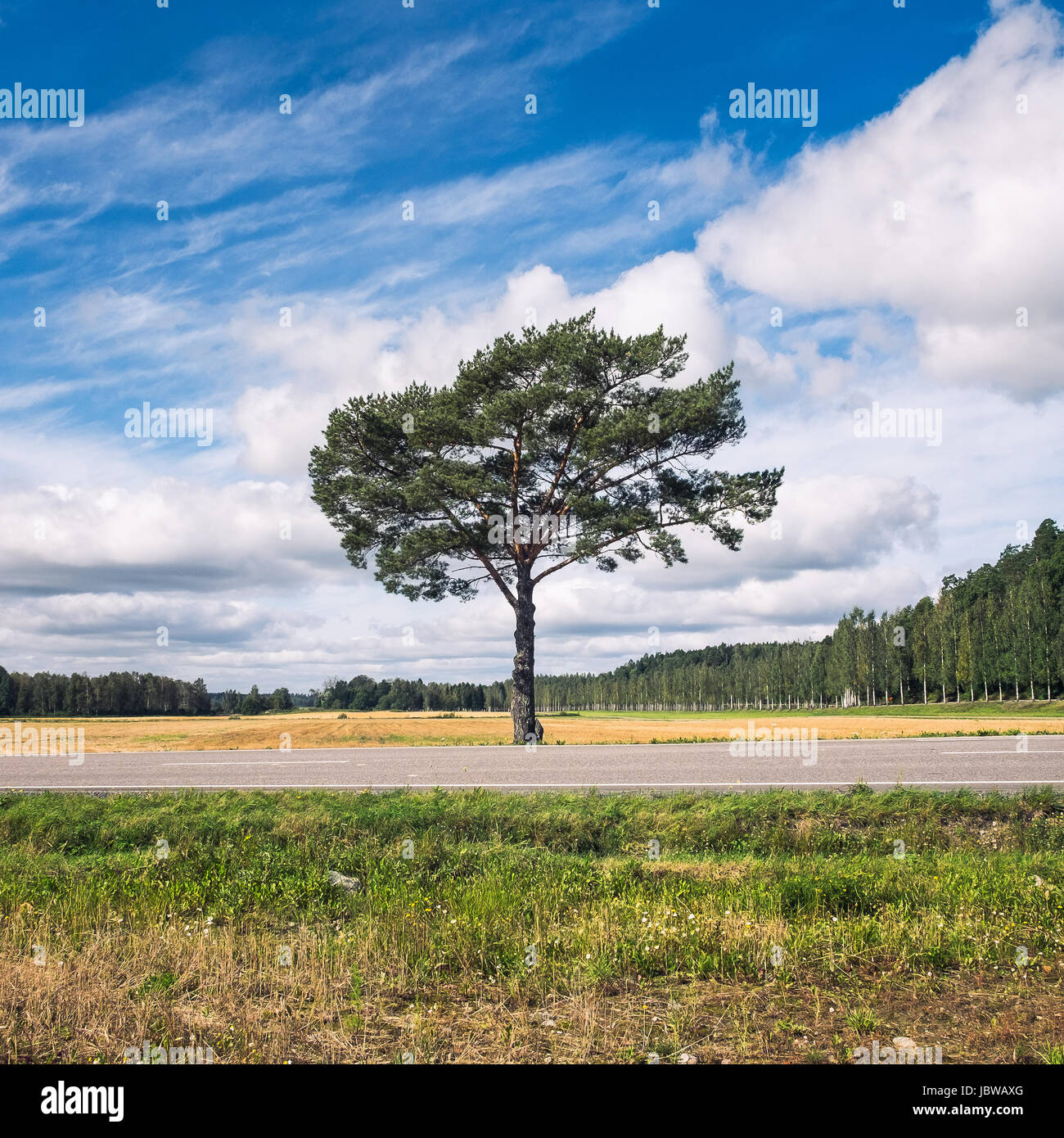 Einzigen Baumlandschaft am strahlenden Sommertag Stockfoto