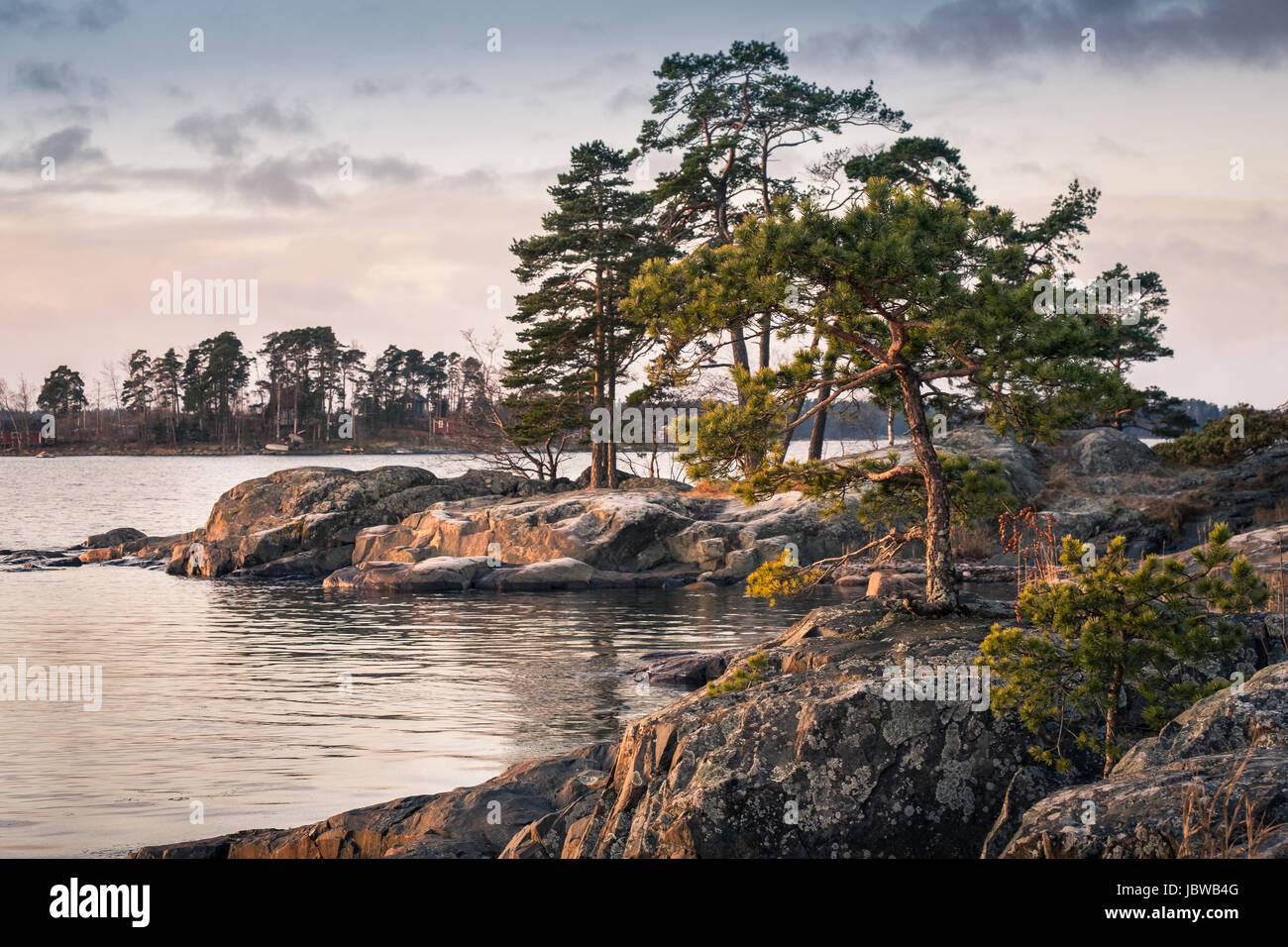 Landschaft mit schönen Morgen Licht und Pinien in Küste, Finnland Stockfoto