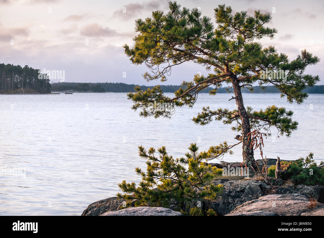 Landschaft mit schönen Morgen Licht und Pinien in Küste, Finnland Stockfoto