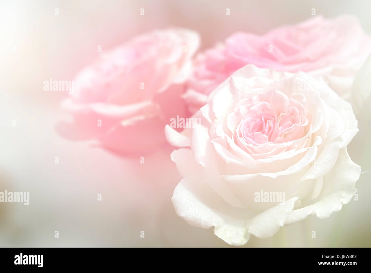 Natürliche Rosen Hintergrund für Adv oder anderen Zweck Verwendung Stockfoto