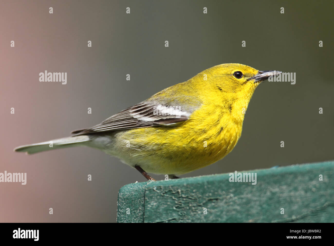 Kiefer-Grasmücke (Dendroica Setophaga Pinus) auf einen Zubringer im zeitigen Frühjahr Stockfoto