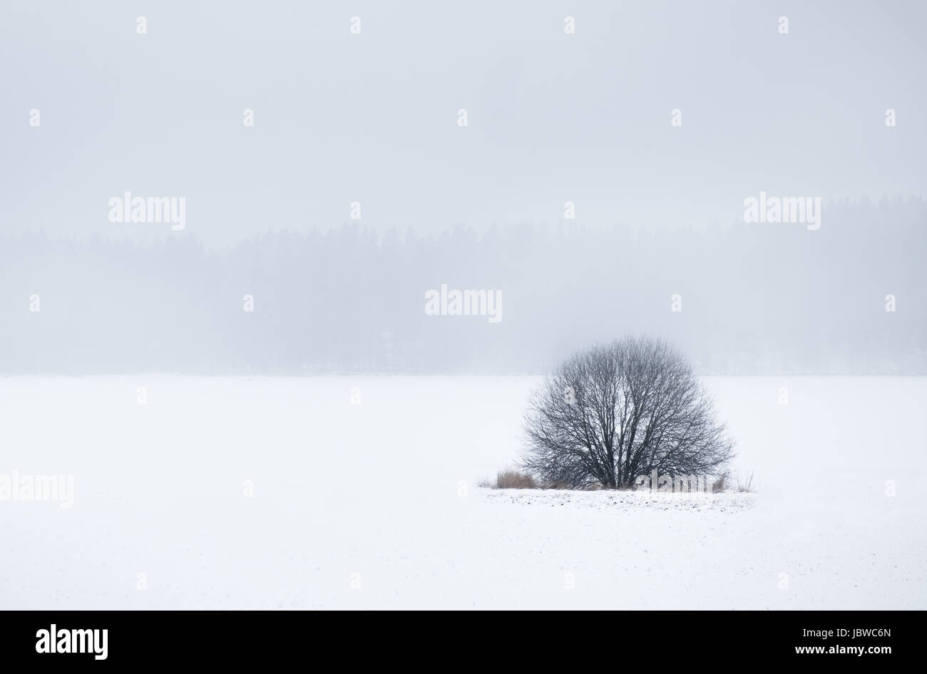 Einfache Landschaft mit neblig und einsamen Baum am grauen Tag Stockfoto