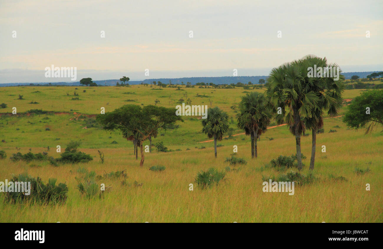 Ein Blick in die Landschaft eines Ugandas Parks, Murchison Falls. Stockfoto