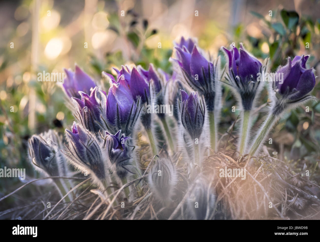 Sehr seltene Pulsatilla Patens Blume im Abendlicht. Stockfoto