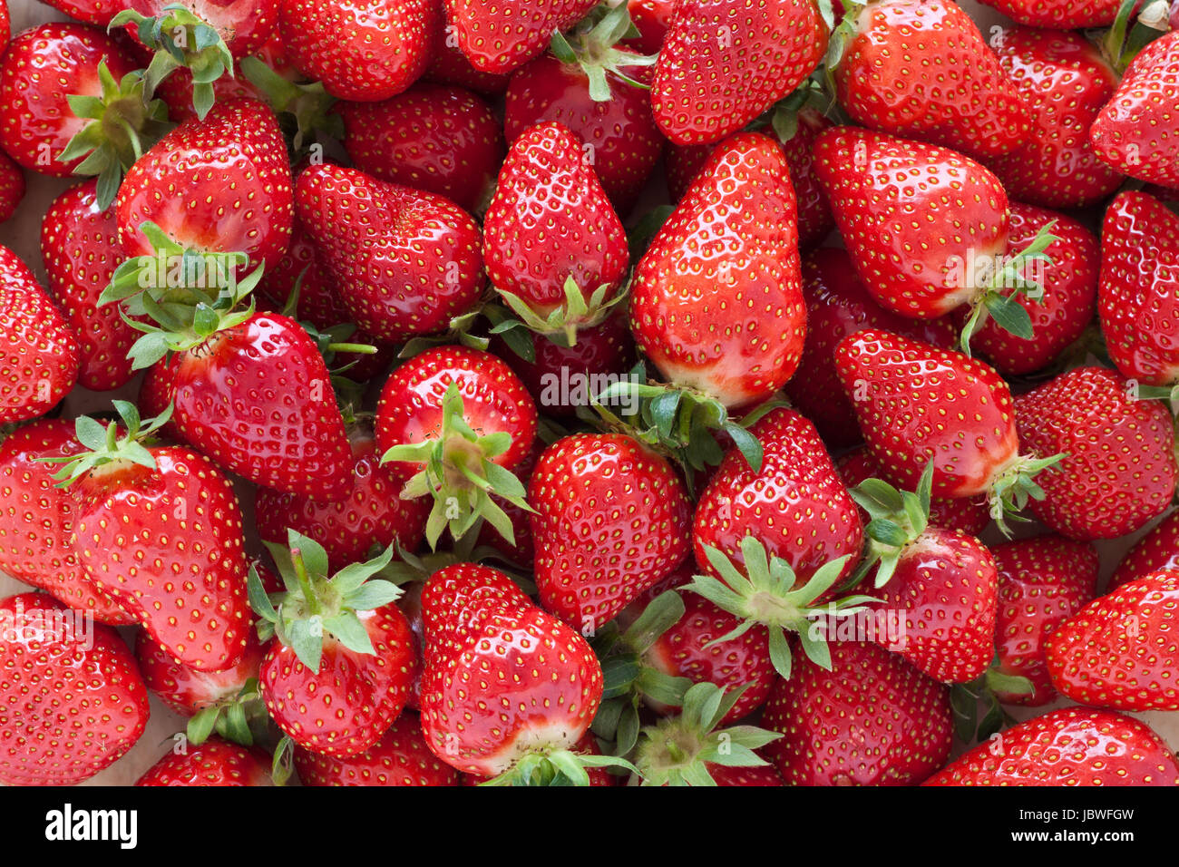 Frisch Gepflückte Erdbeeren Stockfoto