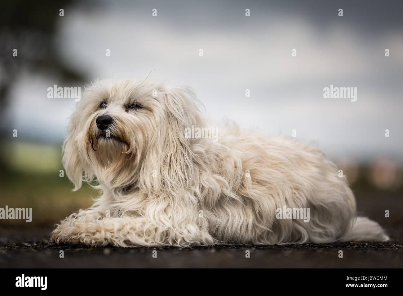 Kleiner Weißer Langhaar Havaneser Ruht Sich Ein Wenig aus Auf der Starße, Dabei Behält er Sein Umfeld Aber Immer Blick. Stockfoto