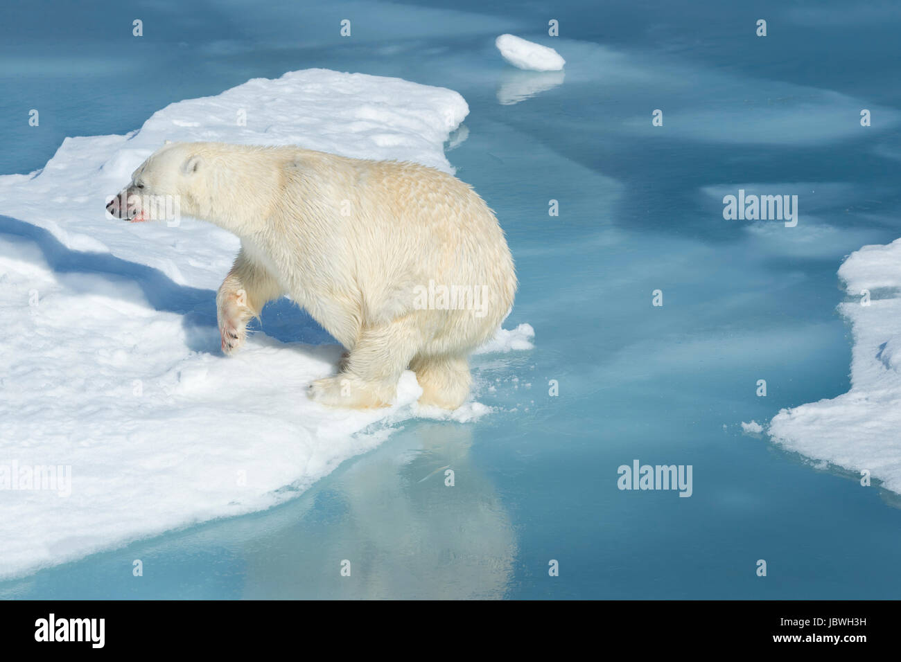 Männlichen Eisbären (Ursus Maritimus) mit Blut auf seine Nase und sein Bein springen über Eisschollen und blaues Wasser, Spitzbergen-Island, Spitzbergen, Norw Stockfoto