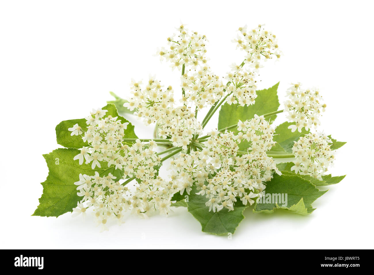 Angelica Archangelica Blumen isoliert auf weißem Hintergrund Stockfoto