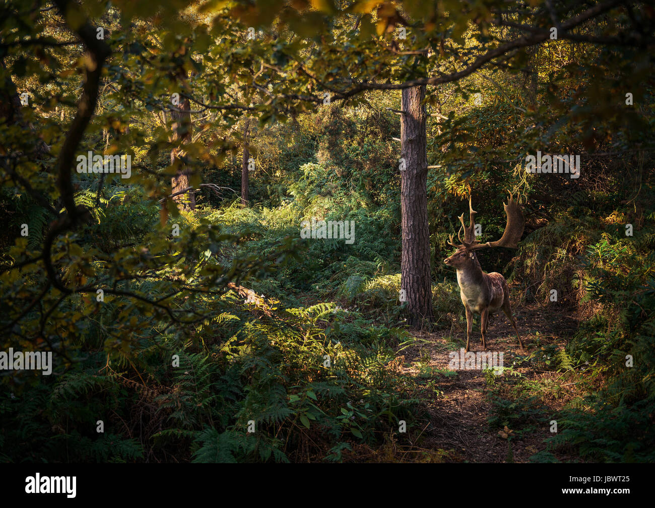 Reh im Wald, West Midlands, UK Stockfoto