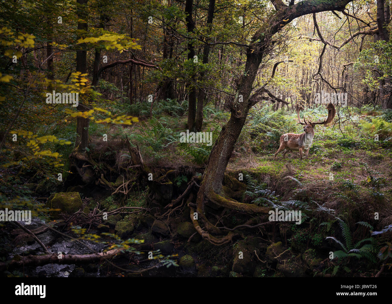 Reh im Wald, West Midlands, UK Stockfoto