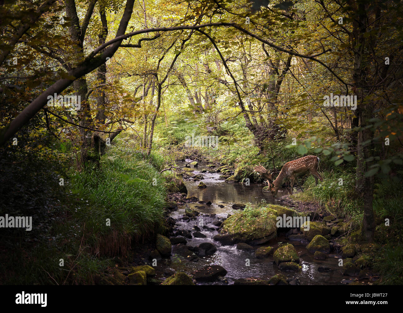 Reh im Wald trinken aus Stream, West Midlands, UK Stockfoto