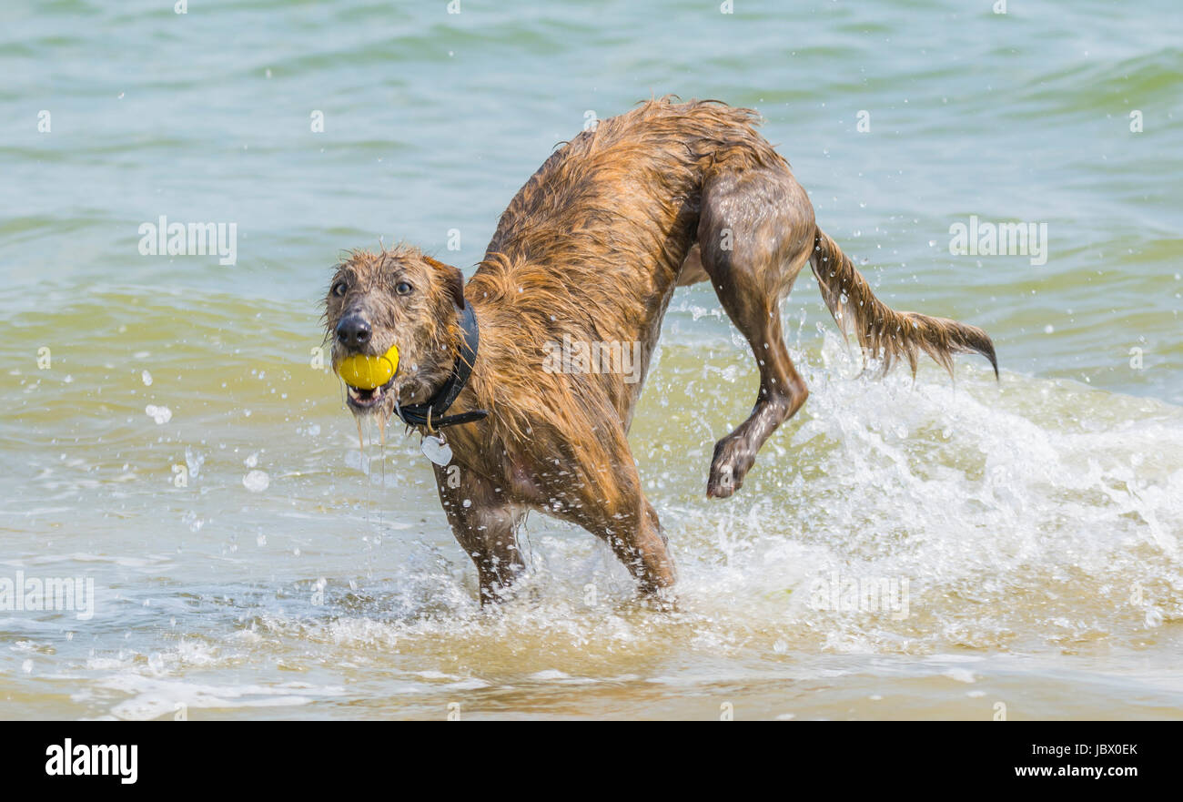 Hund im Meer. Scottish Deerhound Lurcher Hund spielen mit einem Ball im Meer. Stockfoto