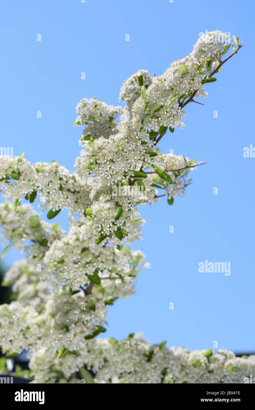 Pyracantha Saphyr Orange Cadange, Feuerdorn, weiße Doldentrauben, Blumen Stockfoto